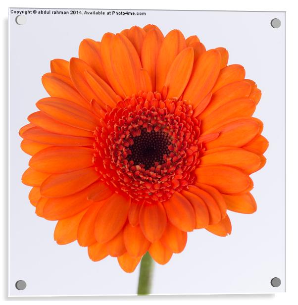 Orange gerbera  Acrylic by abdul rahman