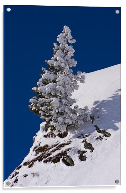 Winter tree Acrylic by Thomas Schaeffer