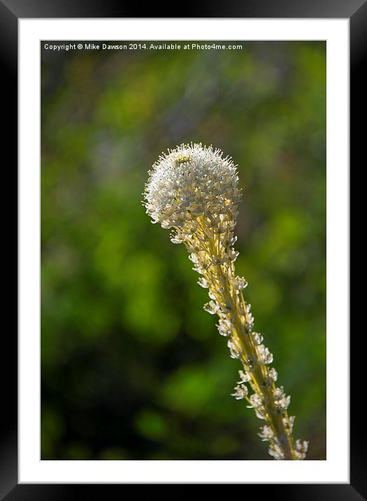 BearGrass Glow Framed Mounted Print by Mike Dawson
