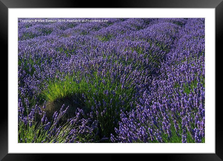 Lavender Rows Framed Mounted Print by Mike Dawson