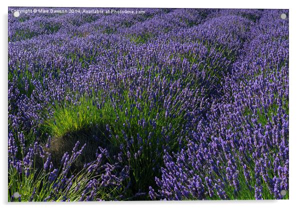 Lavender Rows Acrylic by Mike Dawson