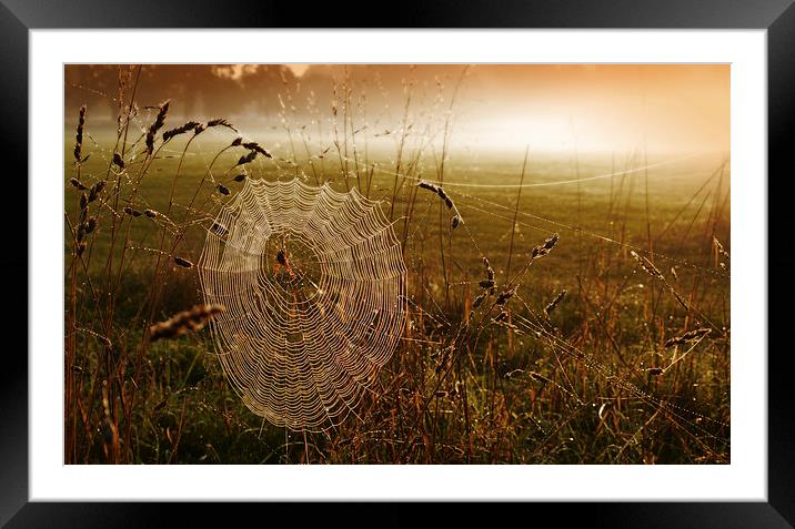  Web Sunrise Framed Mounted Print by Brian Sharland