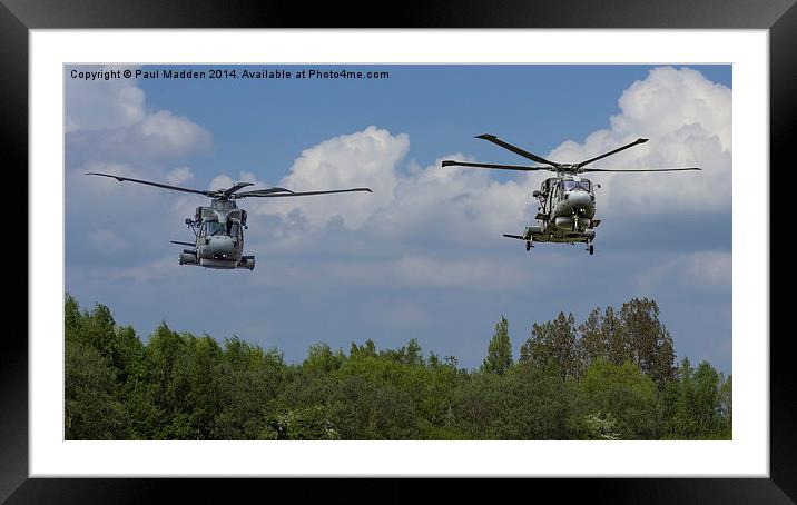 Merlins over the trees Framed Mounted Print by Paul Madden