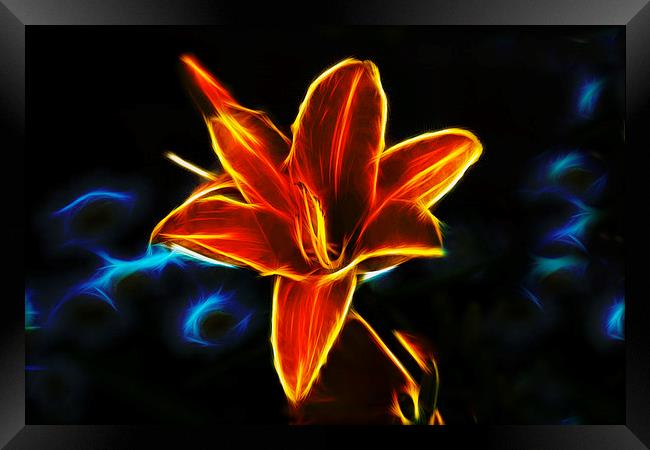Neon Lily  Framed Print by Ian Mitchell