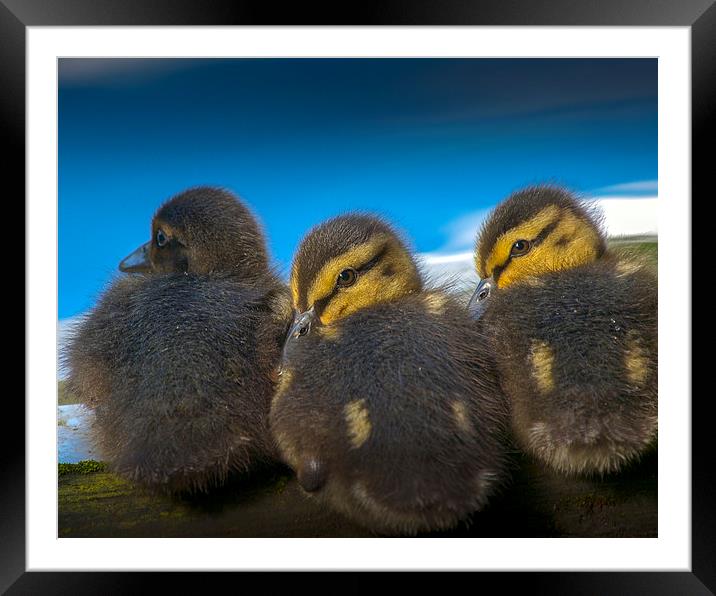 Chicks Framed Mounted Print by Victor Burnside