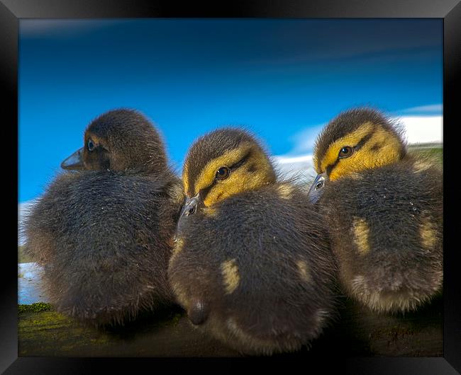 Chicks Framed Print by Victor Burnside