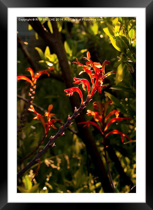  flame flowers Framed Mounted Print by RITA BRUCHE
