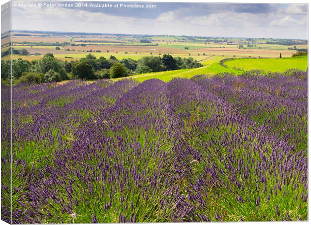  Yorkshire Lavender Canvas Print by Peter Jordan