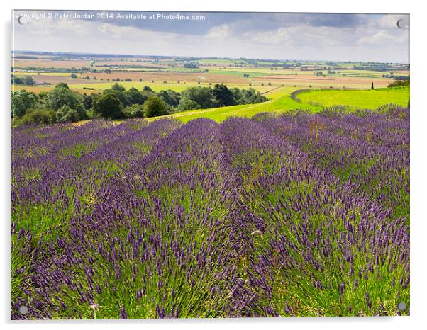  Yorkshire Lavender Acrylic by Peter Jordan