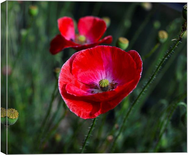 Poppies At The End Of Summer Canvas Print by Angela Rowlands