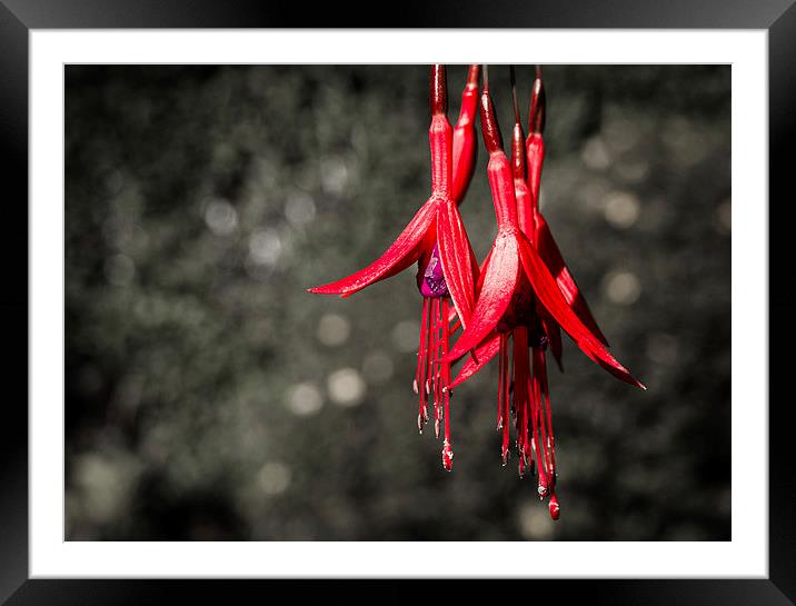  Vibrant Pink Fuchsia Framed Mounted Print by Helen Holmes