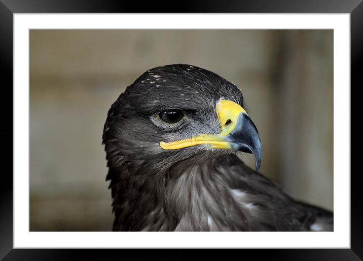  Steppe Eagle Portrait Framed Mounted Print by David Brotherton