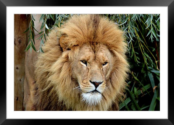  Lion King Framed Mounted Print by David Brotherton