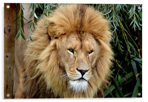  Lion King Acrylic by David Brotherton