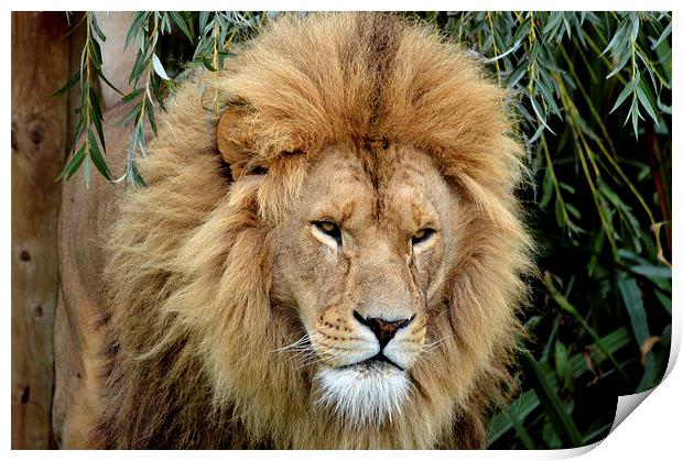  Lion King Print by David Brotherton