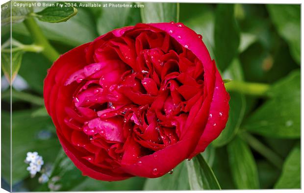Red peony after rain Canvas Print by Brian Fry