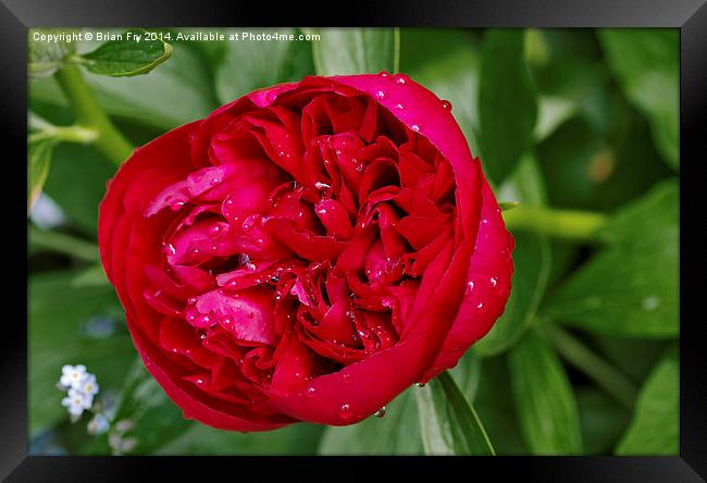 Red peony after rain Framed Print by Brian Fry