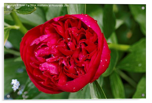 Red peony after rain Acrylic by Brian Fry
