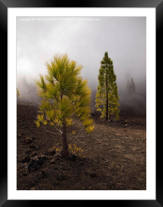  Canary Island Pine in the mist Framed Mounted Print by Peter Jordan