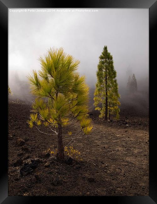  Canary Island Pine in the mist Framed Print by Peter Jordan