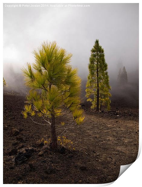  Canary Island Pine in the mist Print by Peter Jordan