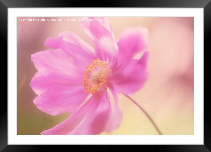 Anemone Wash - Natalie Kinnear Photography - Print Framed Mounted Print by Natalie Kinnear