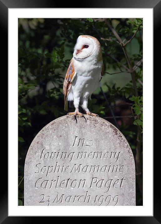 Barn Owl on Headstone  Framed Mounted Print by Ian Duffield