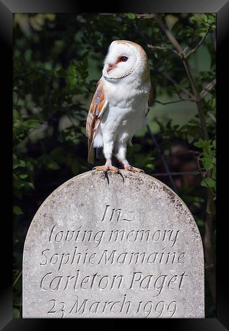 Barn Owl on Headstone  Framed Print by Ian Duffield