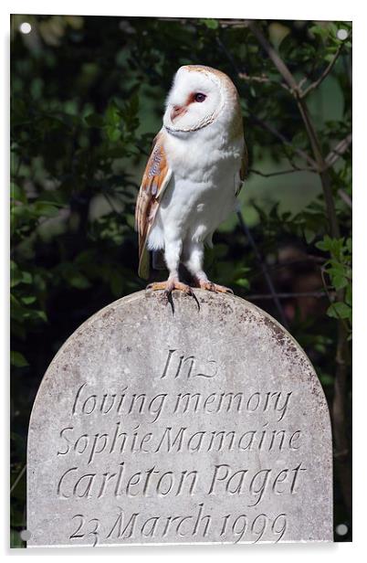 Barn Owl on Headstone  Acrylic by Ian Duffield