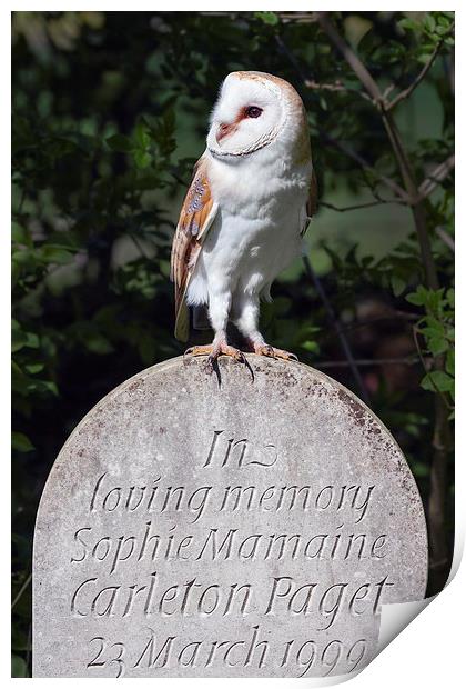 Barn Owl on Headstone  Print by Ian Duffield