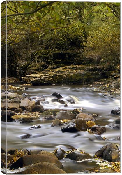 Autumn on the River Swale Canvas Print by David Borrill