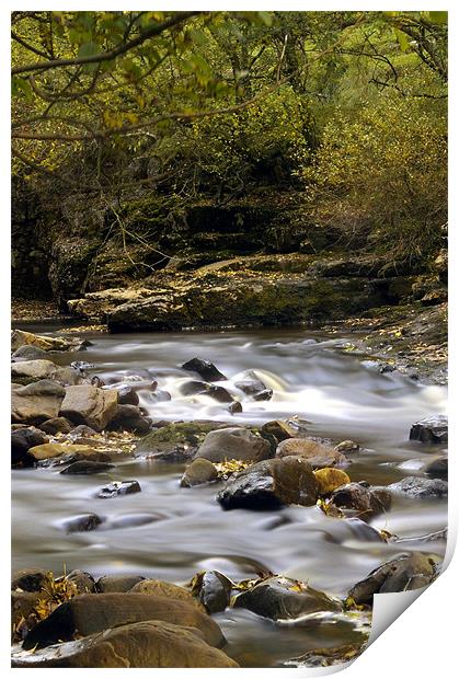 Autumn on the River Swale Print by David Borrill