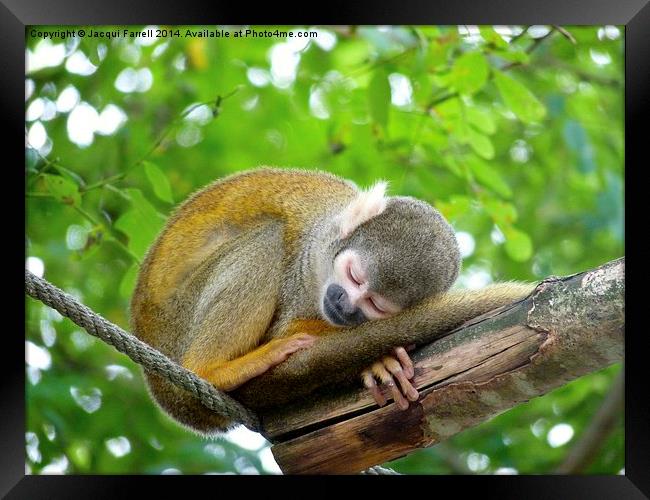  Sleeping Squirrel Monkey Framed Print by Jacqui Farrell