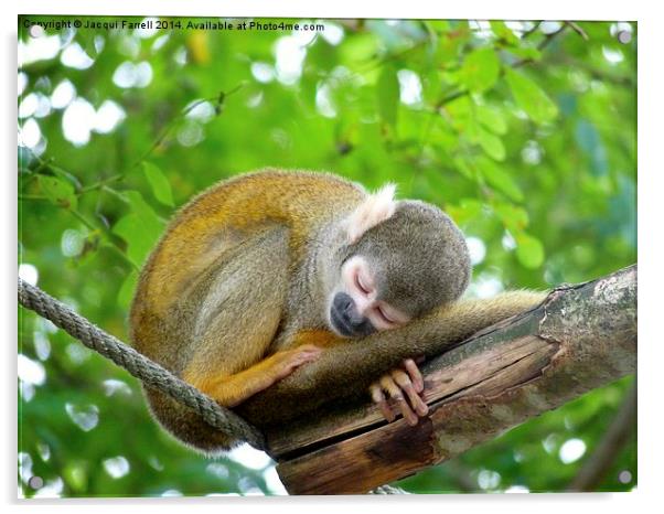  Sleeping Squirrel Monkey Acrylic by Jacqui Farrell