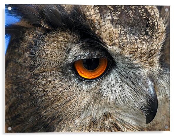 Owl Acrylic by Victor Burnside