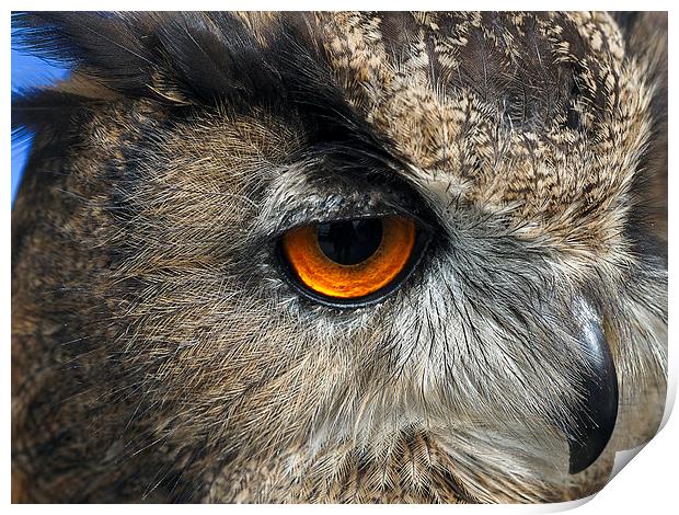 Owl Print by Victor Burnside