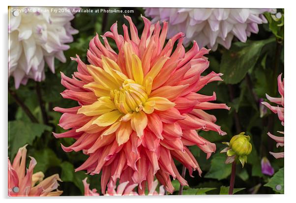  Colourful  Dahlia Acrylic by Brian Fry