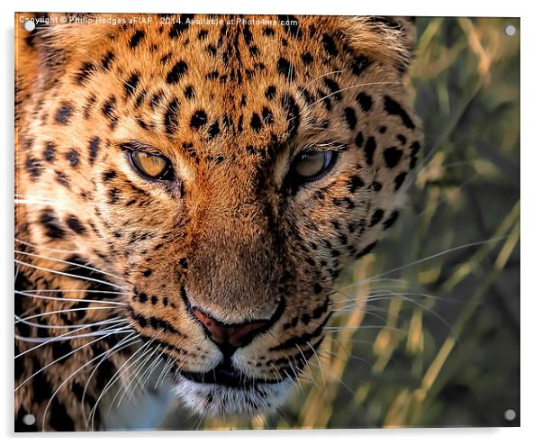  Amur Leopard 3 Acrylic by Philip Hodges aFIAP ,