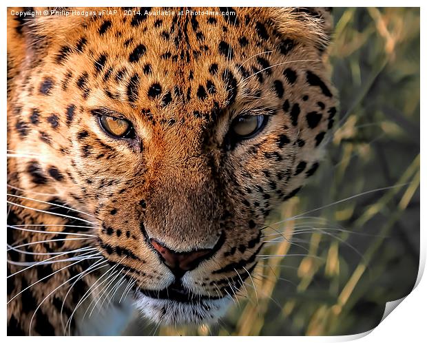  Amur Leopard 3 Print by Philip Hodges aFIAP ,