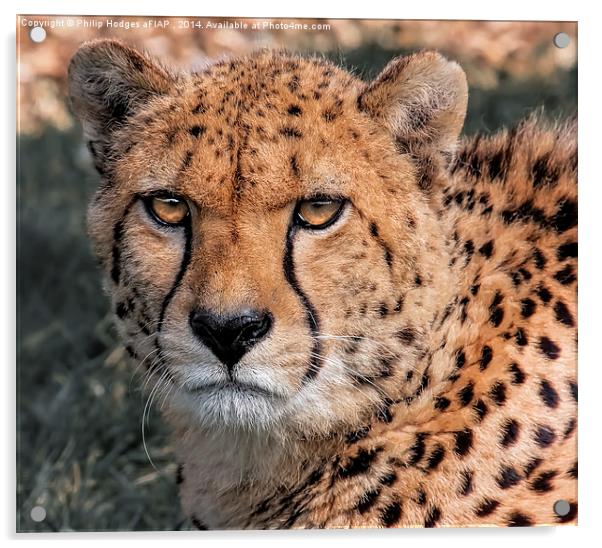  Cheetah Acrylic by Philip Hodges aFIAP ,