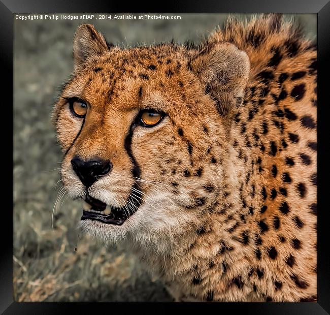  Cheetah 2 Framed Print by Philip Hodges aFIAP ,