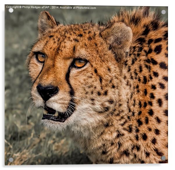  Cheetah 2 Acrylic by Philip Hodges aFIAP ,