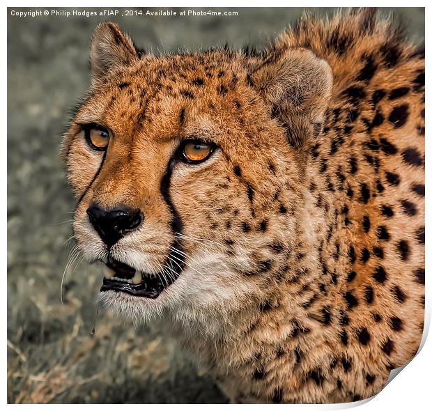  Cheetah 2 Print by Philip Hodges aFIAP ,
