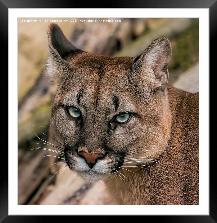 Puma Framed Mounted Print by Philip Hodges aFIAP ,