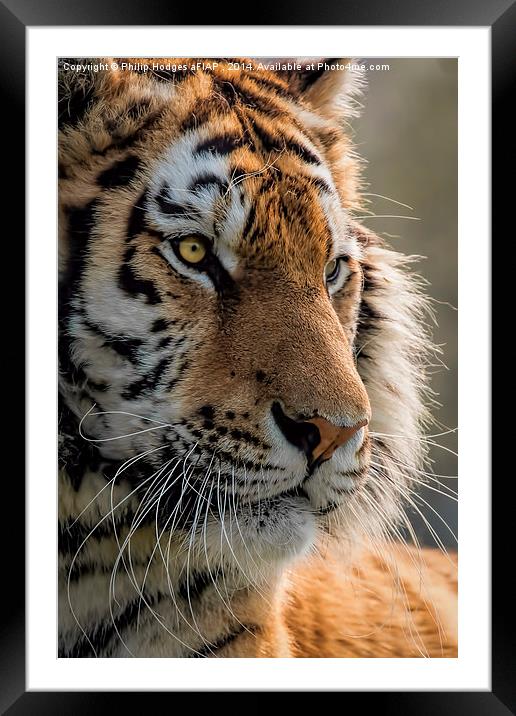  Sumatran Tiger Framed Mounted Print by Philip Hodges aFIAP ,