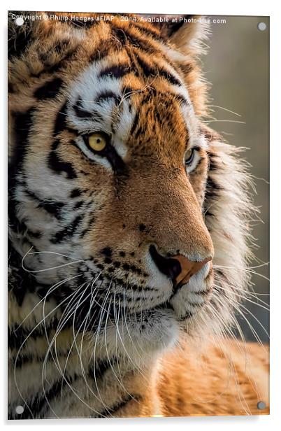  Sumatran Tiger Acrylic by Philip Hodges aFIAP ,