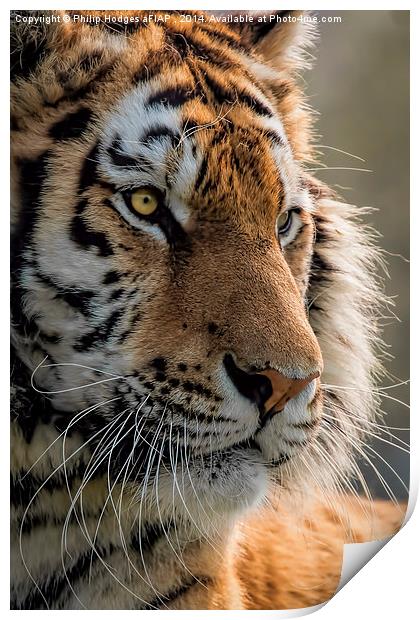  Sumatran Tiger Print by Philip Hodges aFIAP ,