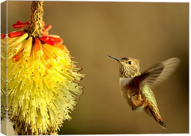 Flight of the Hummer!  Canvas Print by Mike Dawson