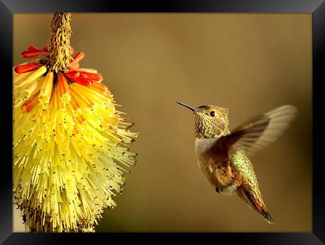 Flight of the Hummer!  Framed Print by Mike Dawson