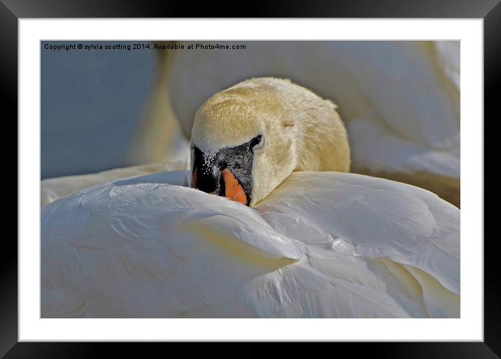 I'm Shy, but beautiful Framed Mounted Print by sylvia scotting